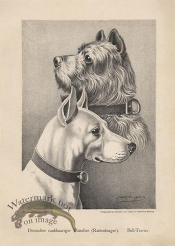 1890s Dogs 01